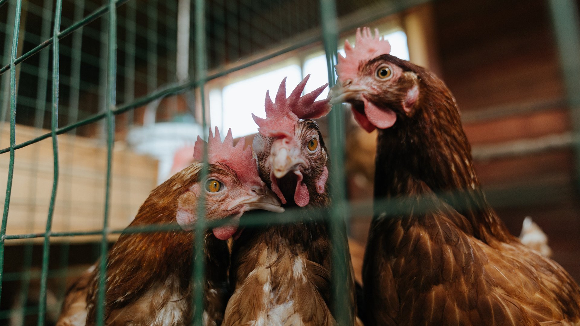 《泰晤士报》：巴西女足在奥运会小组赛中与美国队激战，巴西女足奥运名单