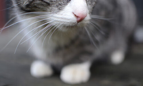 爱游戏平台-亚历山大·萨尔（Alex Sarr）被华盛顿奇才队选中，亚历山大萨瑟兰尼尔