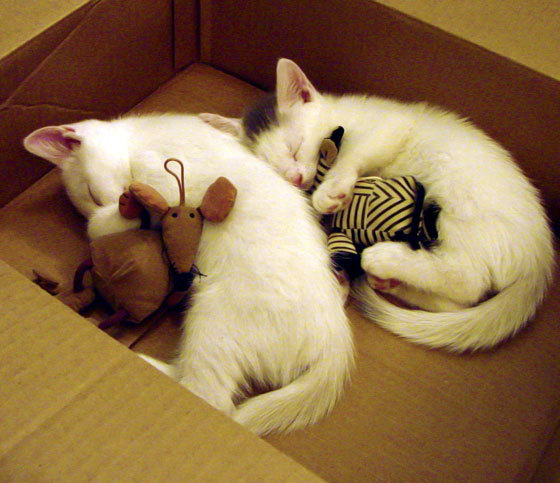 意甲双红会,豪门对决引爆全场,意甲被降级的豪门俱乐部