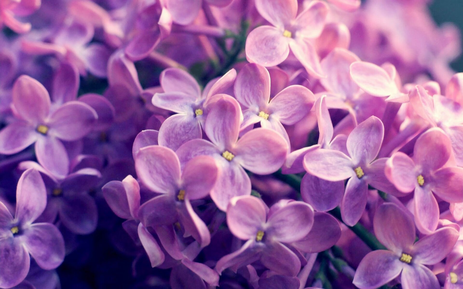 爱游戏体育官方网站-亚眠客场力克图卢兹，取得三连胜，亚眠vs特鲁瓦