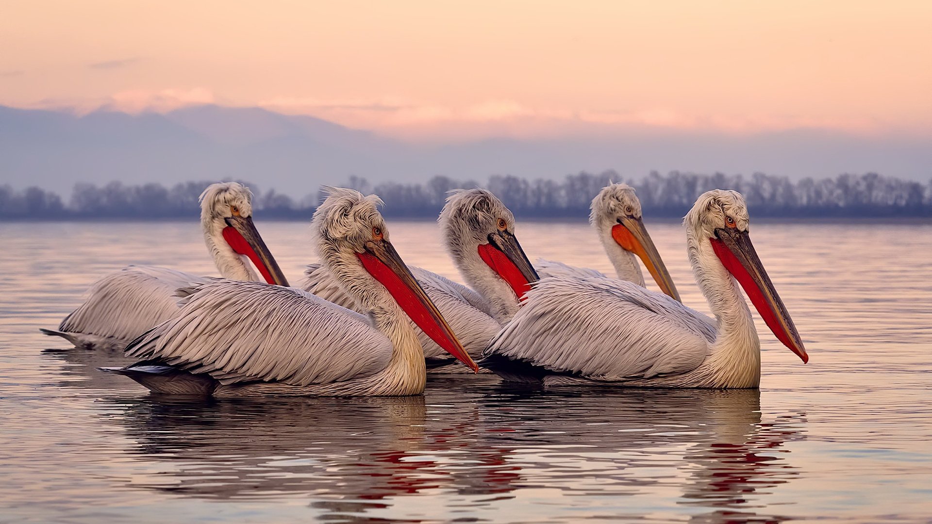 【自动判决带来争议】科技保障还是误差?,法院判决自动履行期是多久