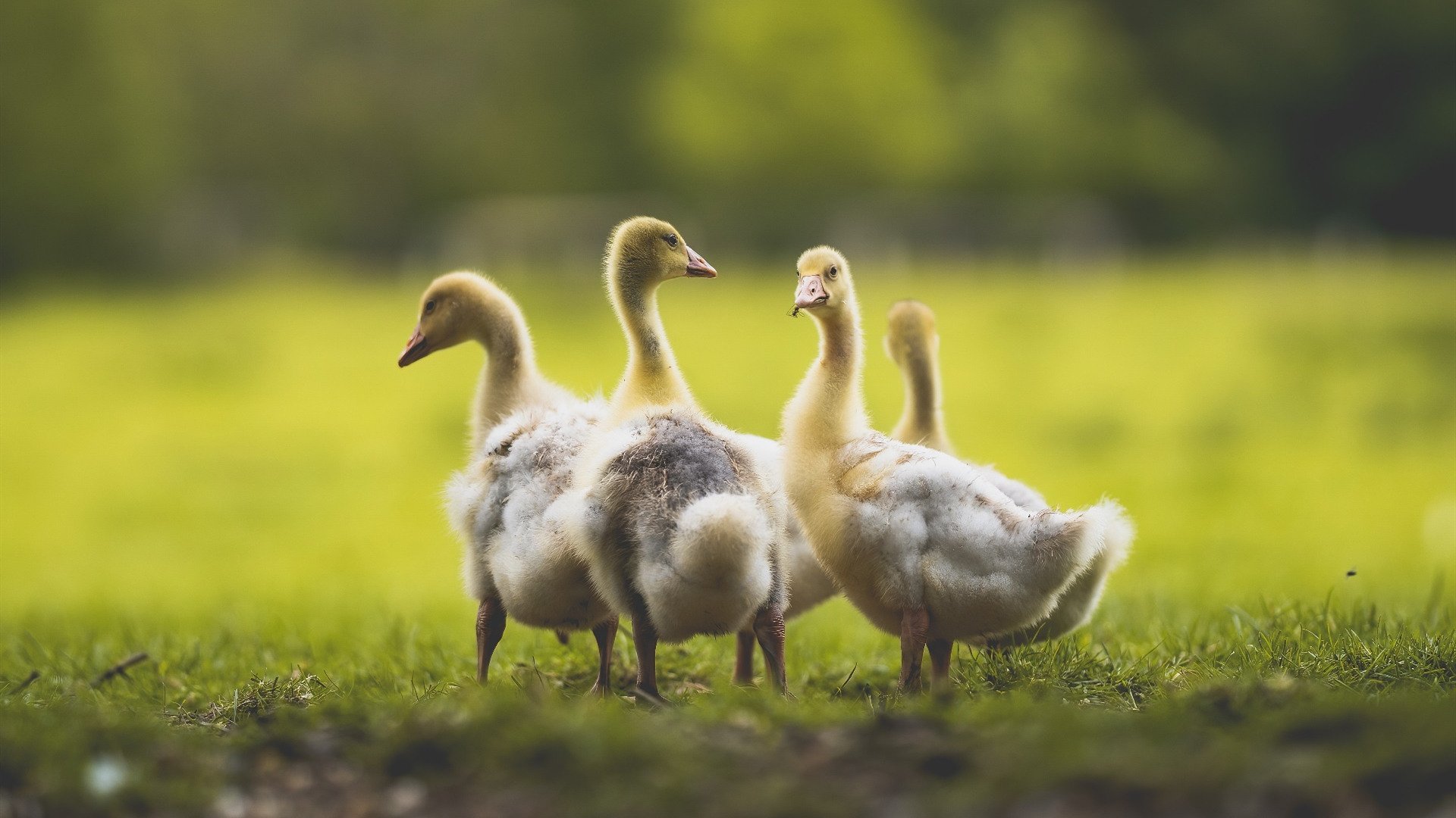 爱游戏中国官方登录入口网站-太阳力克尼克斯，全明星赛前哨战中杜兰特三分雨不断，杜兰特太阳集锦