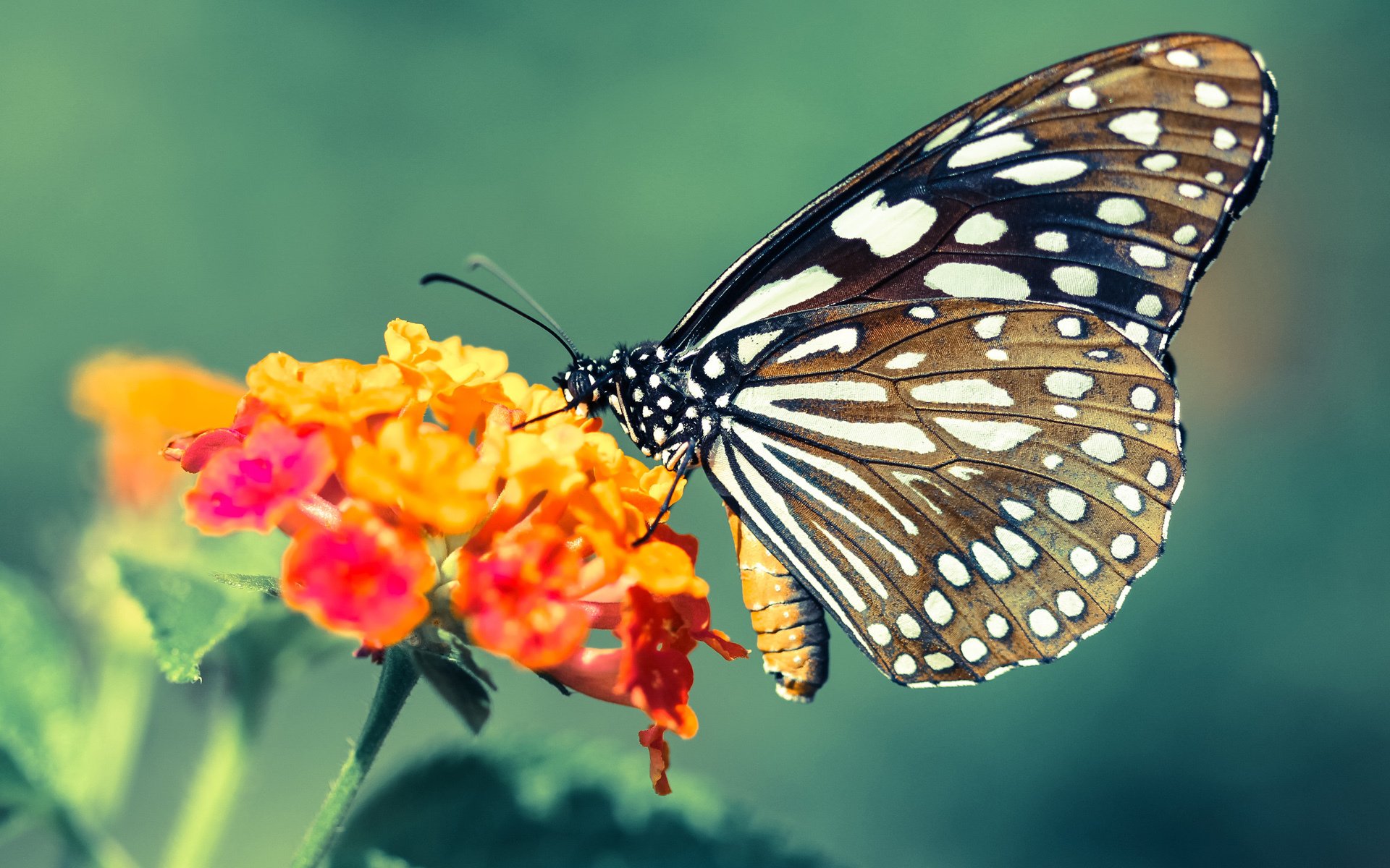 史上最大“黑马军团”逆走欧洲足球巅峰,欧洲逆袭的球队