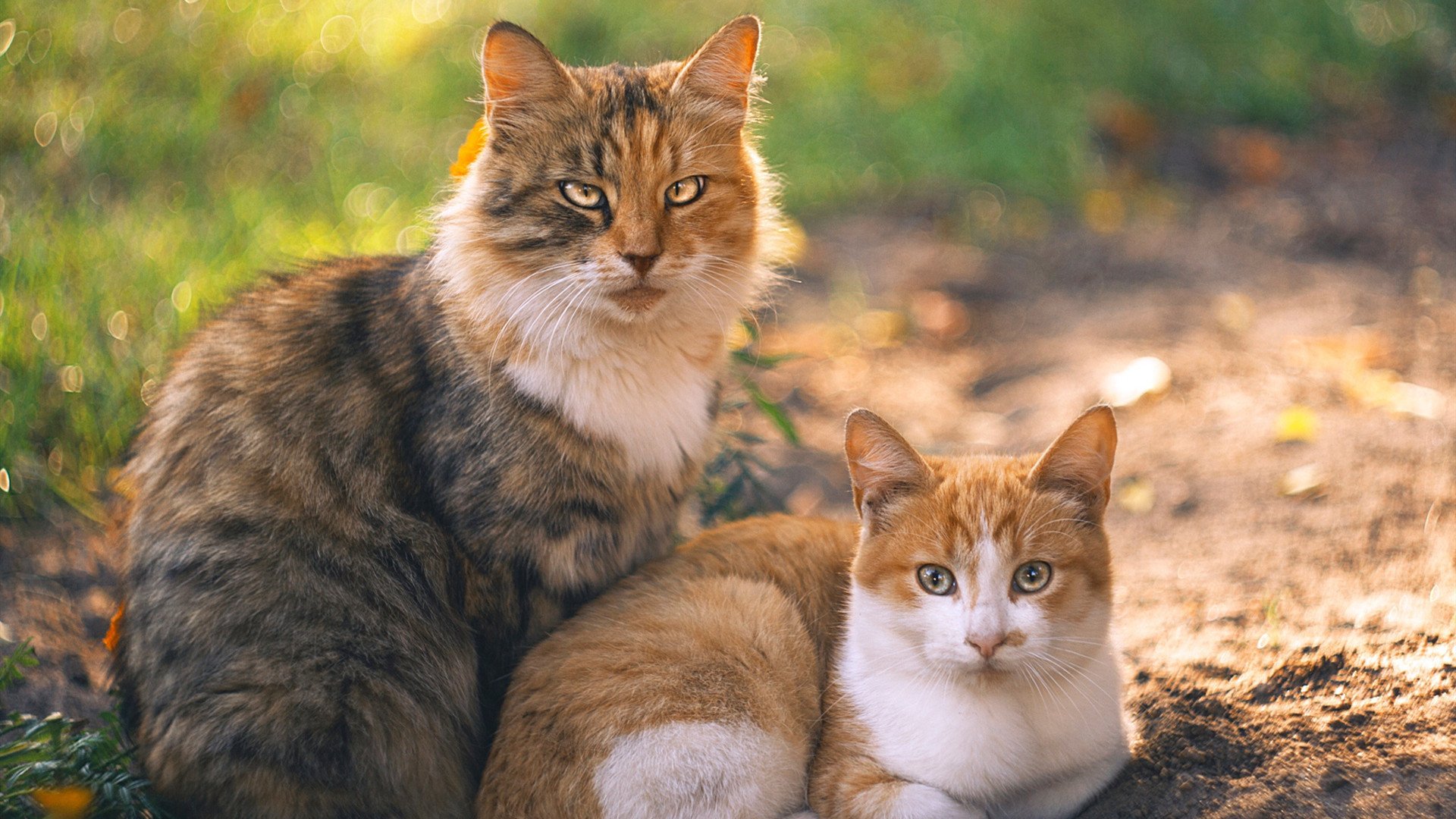 厦门国际青少年篮球邀请赛完美闭幕，2021厦门市篮球市赛