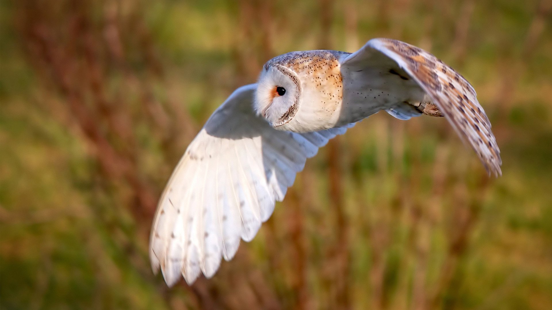 英格兰女足双杀对手,晋级状况一片大好,英格兰女足实力