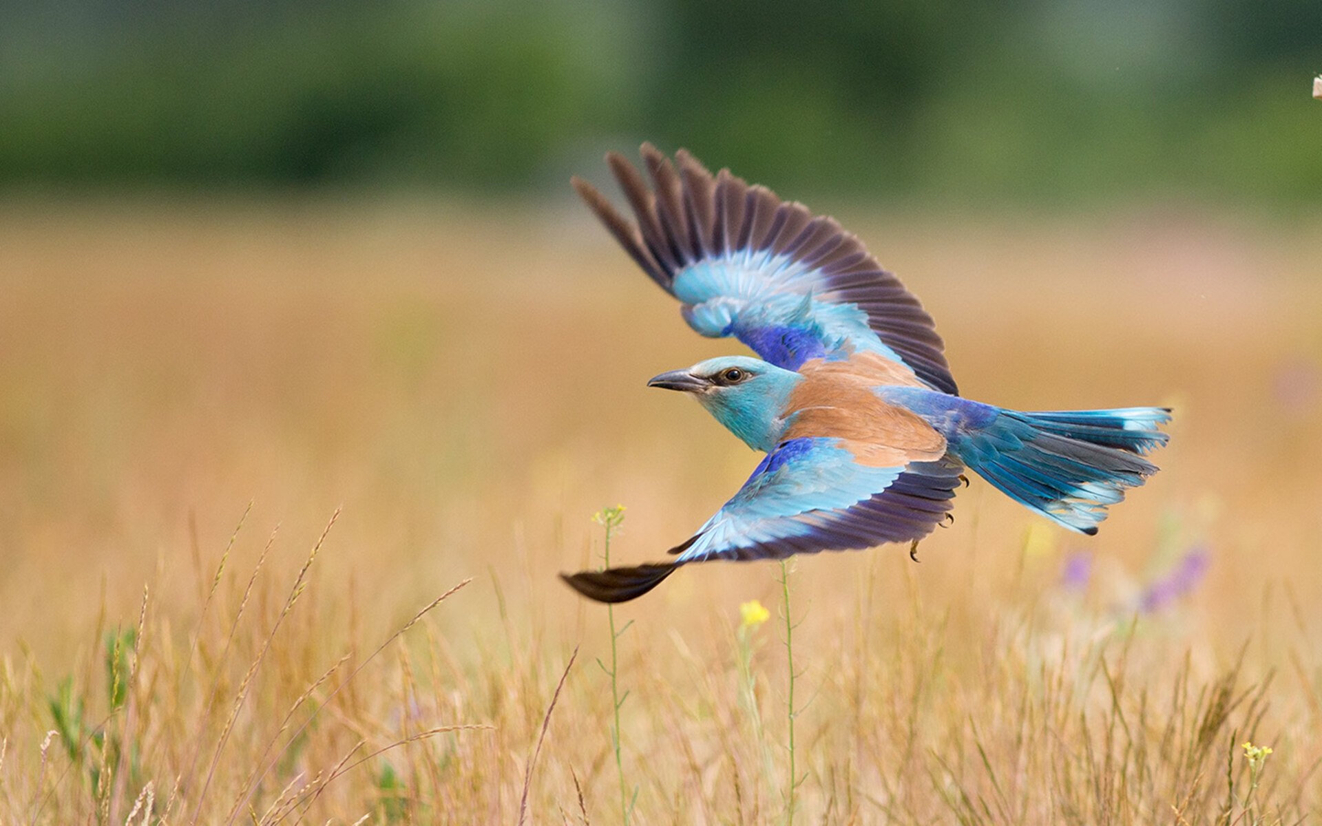 德国女子自行车队在团体追逐赛中获得铜牌，德国自行车比赛