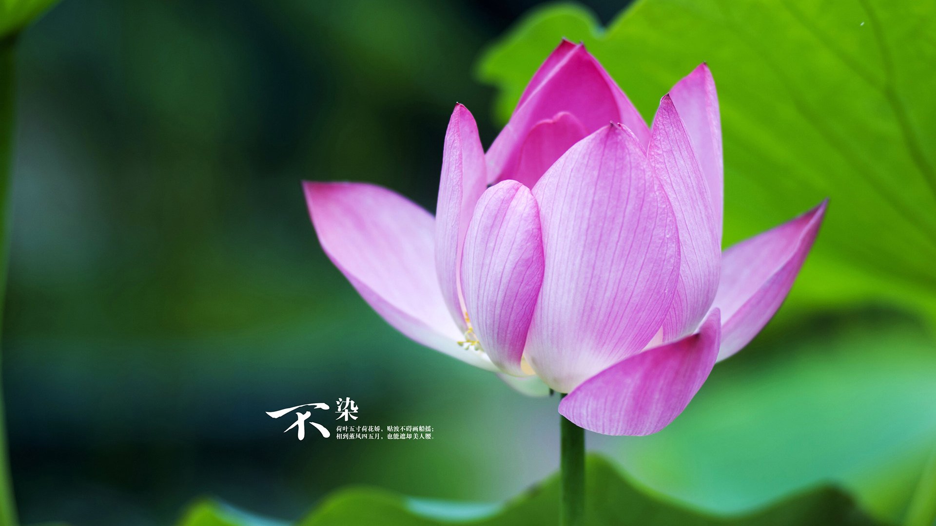 史诗王朝:长青像皇马、巴萨的黄金时代,巴萨和皇马的传奇赛