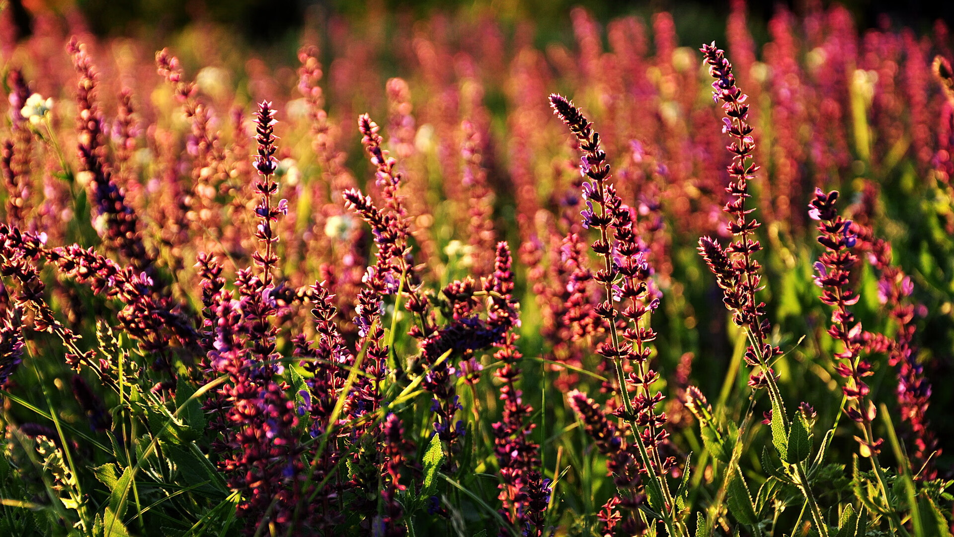 男足世预赛中国队主场小胜，中国男足世预赛阵容