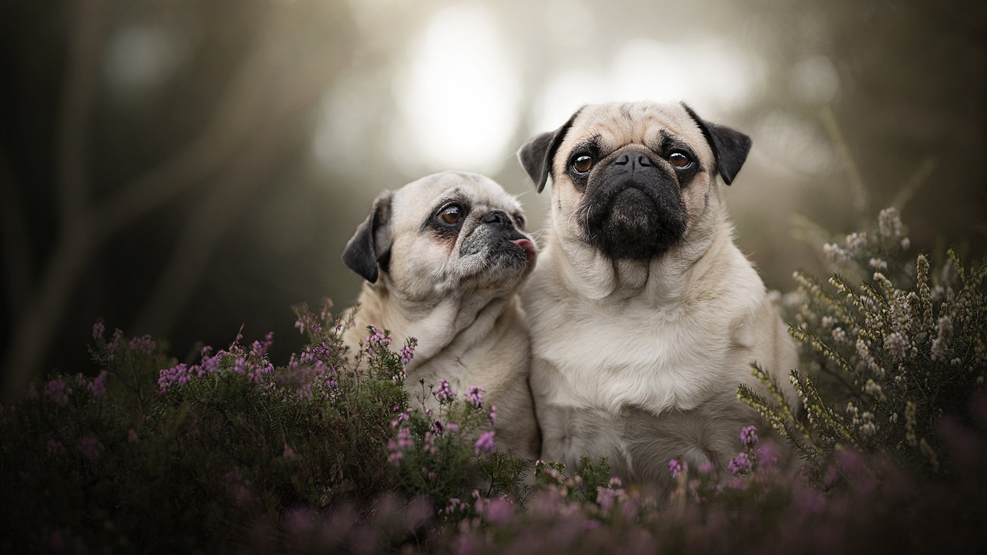 赛季冲刺：谁能在最后阶段逆袭成功？，赛季末冲刺