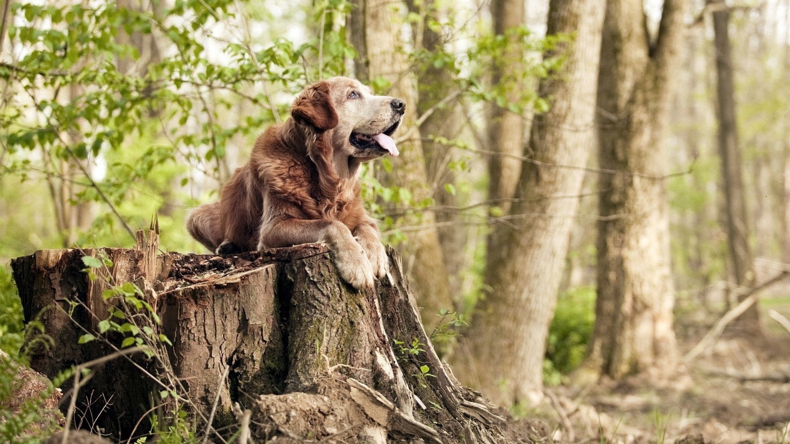 NBA球队联名电竞赛事即将开启，nba球星联名
