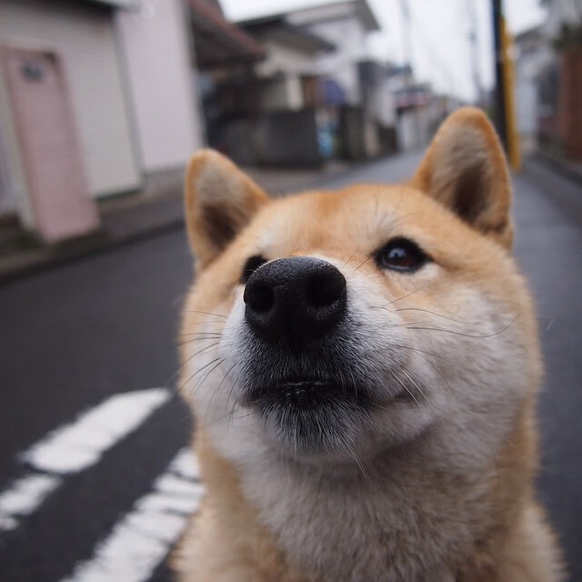 “曼城阵容豪华,誓言捍卫欧冠荣耀”