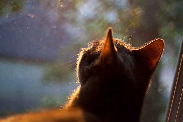 爱游戏中国官方网站平台-体育新闻中心上线运动类知识图谱自动构建平台，体育新闻网址大全