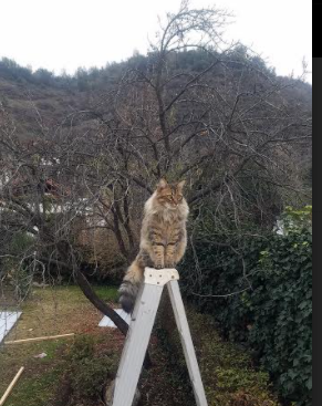 体能储备合理,后半程体速回落小,体能储备期