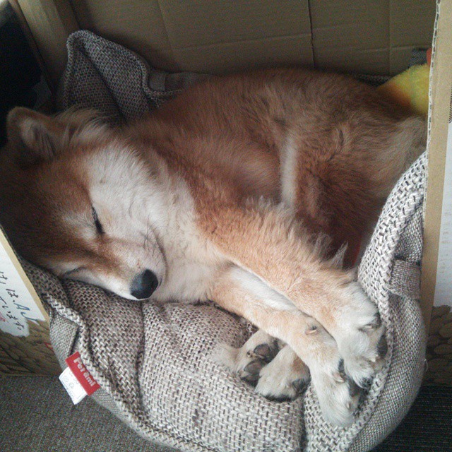 爱游戏娱乐平台-马竞替补球员上场即建功，马竞替补门将