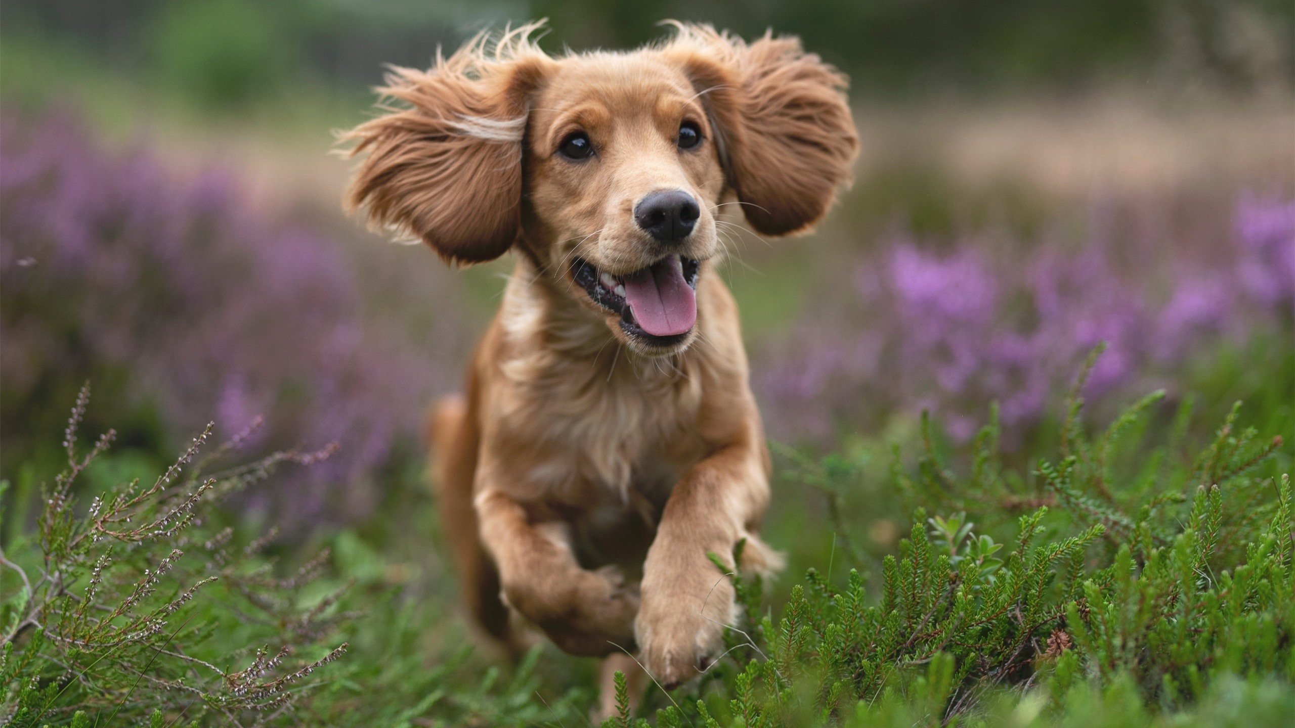 AYXSPORTSAPP-巴西女足在奥运会小组赛中与德国队激战，巴西女足vs德国女足