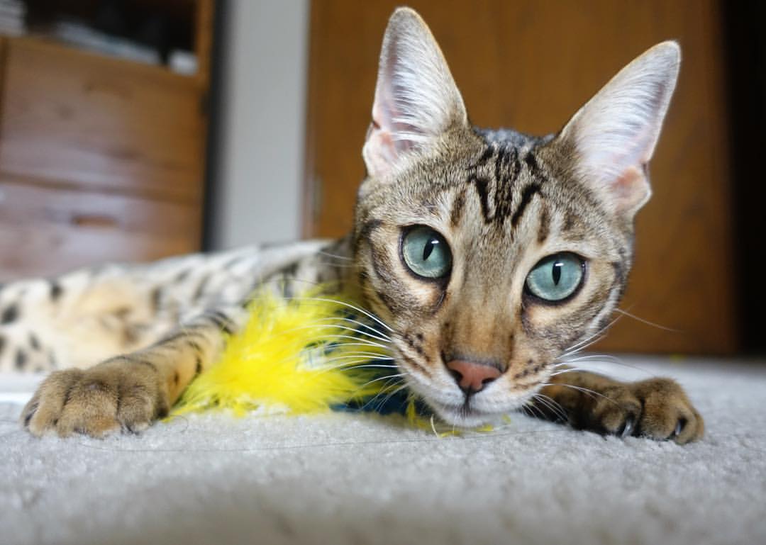 挑战者之路!黑马球队面对传统劲旅,黑马队伍