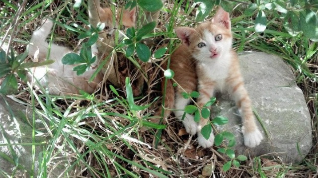 是否应推动联赛数字资产对球迷开放,数字资产是不是9月1合法