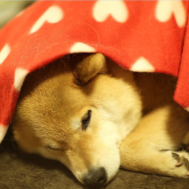 葡萄牙与意大利在欧洲预选赛中交手——现场观众热情高涨，葡萄牙vs意大利首发