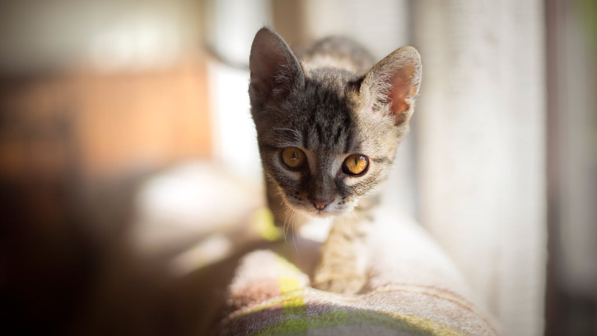 全国青少年迷你马拉松引领全民健身热潮，青少年迷你马拉松比赛用英语怎么说