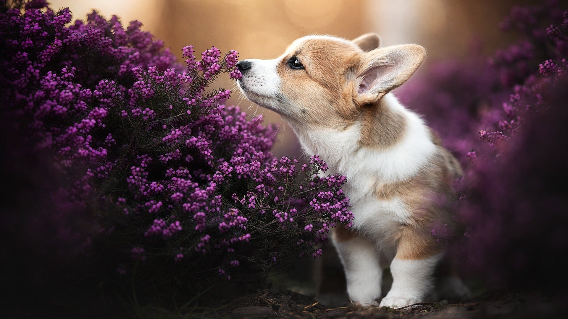 国足比赛时间段控场强度对比分影响,国足比赛规则