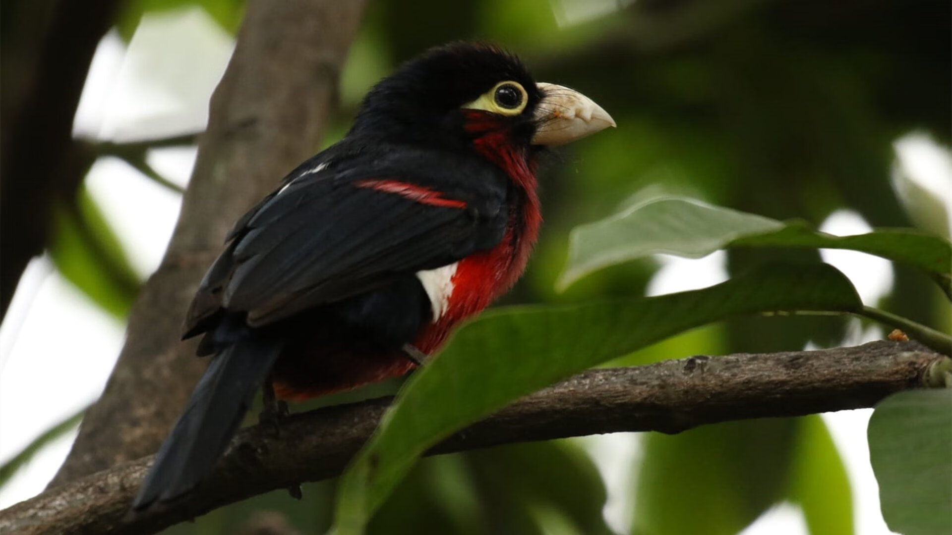 德甲火力全开:攻势凌厉,场面火爆!,德甲榜首大战