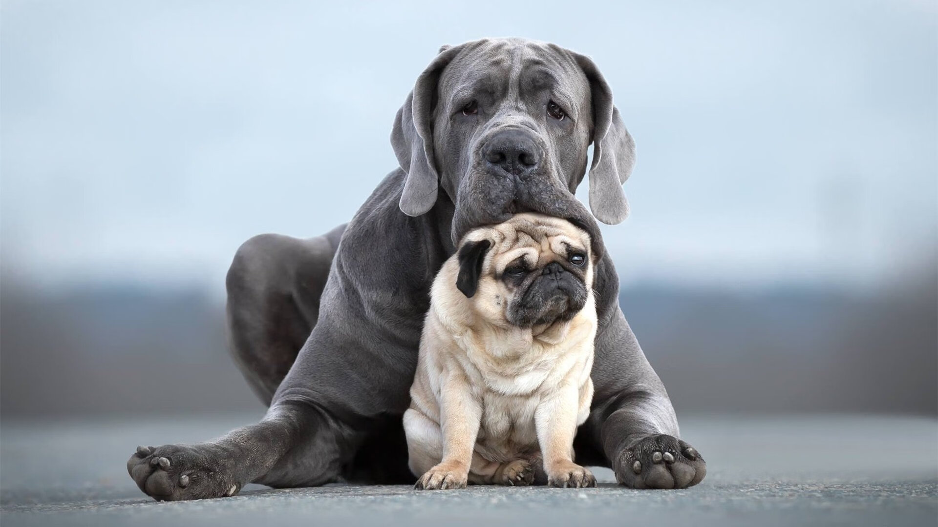 意大利女队自由泳实力持续增强,意大利 游泳
