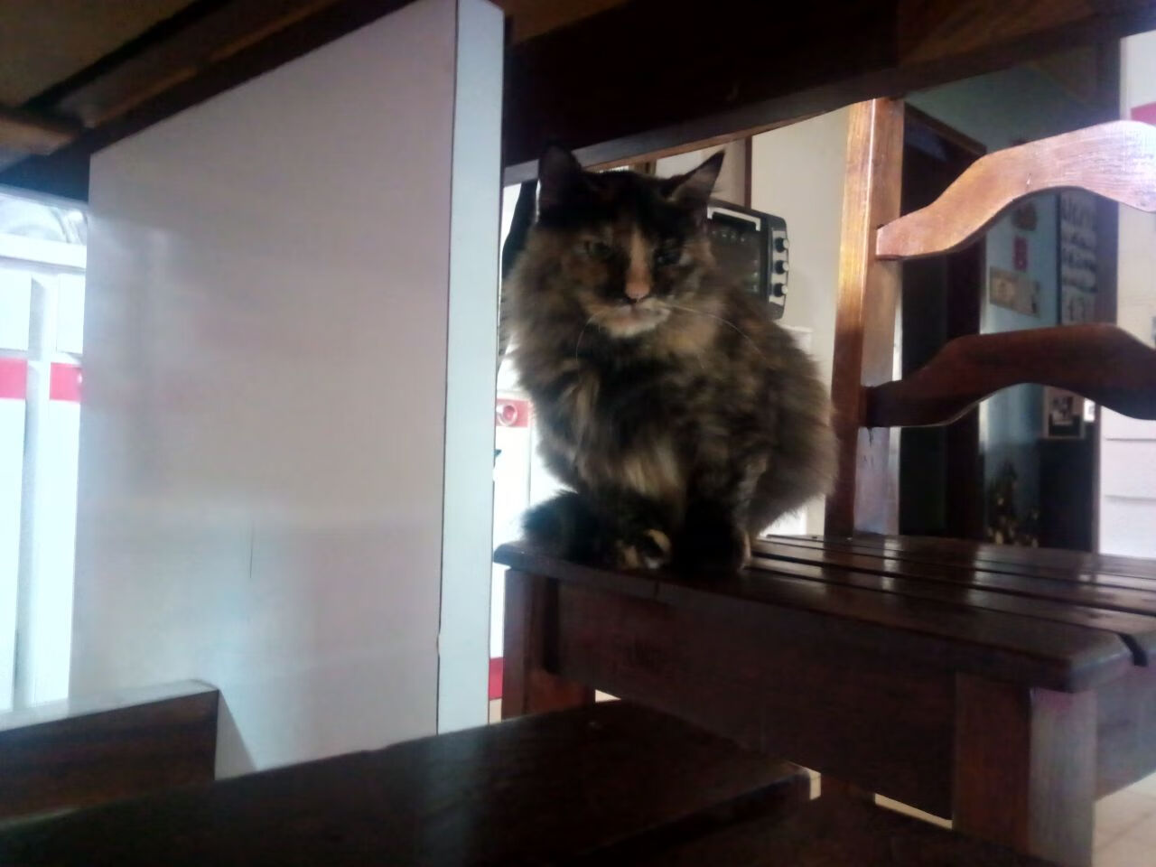 摩纳哥水球攻防转换迅速，摩纳哥球迷