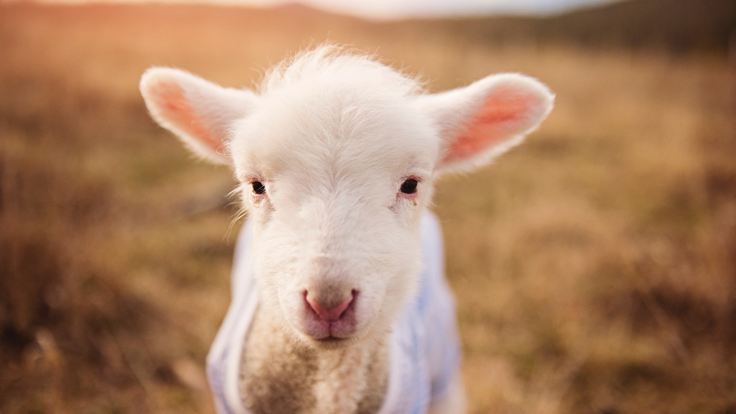 澳大利亚袋鼠队的快速传球展现出极高的战术执行力，袋鼠澳大利亚度百科